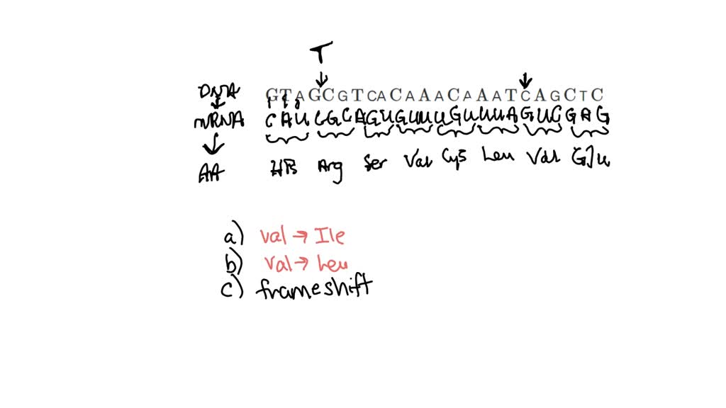 SOLVED:The CFTR gene (see Problem 4) contains the sequence ⋯ ...