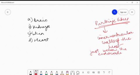 purkinje-fibres-are-found-in-a-brain-b-kidneys-c-skin-d-heart
