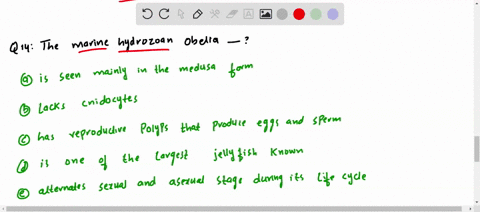 the-marine-hydrozoan-obelia-a-is-seen-mainly-in-the-medusa-form-b-lacks-cnidocytes-c-has-reproductiv