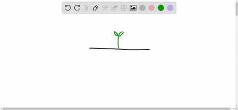 operatornamein-an-________-the-primary-root-is-typically-the-largest-a-lateral-meristem-b-adventitio