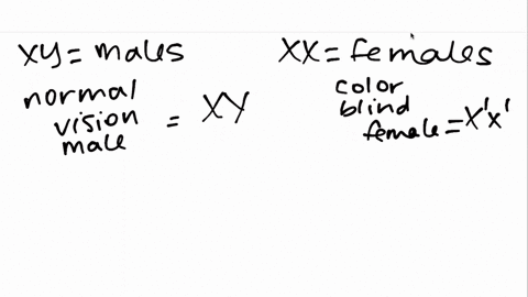 in-humans-red-green-color-blindness-is-an-x-linked-recessive-trait-if-a-man-with-normal-vision-and-3