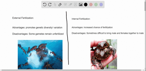 what-are-the-advantages-and-disadvantages-of-external-and-internal-forms-of-fertilization