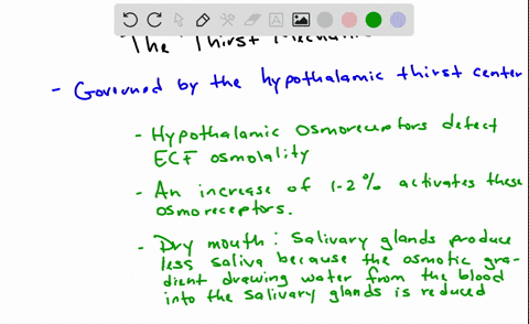 describe-the-thirst-mechanism-indicating-how-it-is-triggered-and-terminated