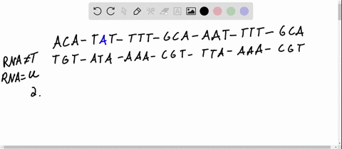 the-following-is-a-segment-of-the-template-strand-of-human-brcal-gene-aca-tat-tit-gca-aat-tit-gca-a-
