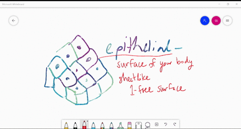 ____-tissues-are-sheetlike-with-one-free-surface-a-epithelial-b-connective-c-nervous-d-muscle