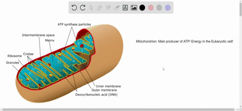 match-each-function-to-the-proper-organelle-in-the-key-a-mitochondrion-b-nucleus-c-golgi-apparatus-2