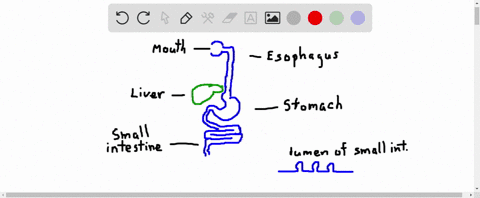 blood-that-flows-through-capillaries-in-the-small-intestine-flows-next-through-vessels-in-the-______