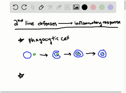 what-is-the-second-line-of-defense-describe-the-various-cells-and-chemicals-and-their-roles-in-prote