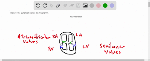 the-heartbeat-includes-a-the-systole-when-the-heart-relaxes-and-fills-b-the-diastole-when-the-heart-