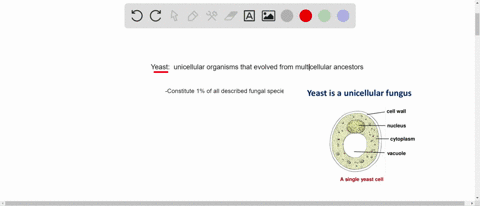 which-is-a-unicellular-fungi-a-bread-mold-b-yeast-c-mushroom-d-birds-nest-fungus