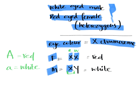 what-ratio-of-offspring-would-result-from-a-cross-between-a-white-eyed-male-and-a-female-that-is-het