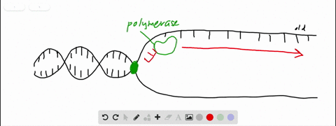 when-dna-replication-begins-____-a-the-two-dna-strands-separate-b-the-two-dna-strands-condense-for-b