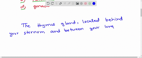 which-gland-plays-major-role-in-the-differentiation-of-t-lymphocyte-a-thyroid-b-thymus-c-adrenal-d-g