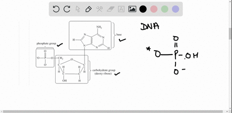 name-the-three-types-of-monomers-that-are-found-in-dna-give-a-structural-formula-for-an-example-of-2