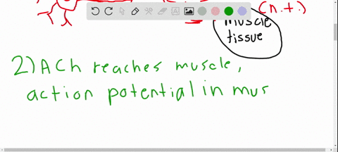 write-the-sequence-of-events-that-leads-to-a-muscle-contraction-starting-with-action-potentials-occu