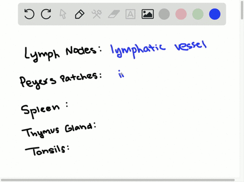 match-the-lymphatic-organs-in-the-key-to-the-description-of-its-location-a-lymph-nodes-b-peyers-pa-3