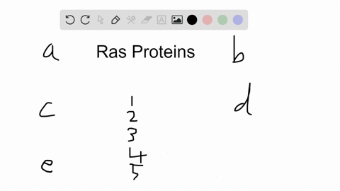 place-in-order-the-following-steps-for-the-normal-activity-of-a-ras-protein-1-ras-turns-on-the-map-2