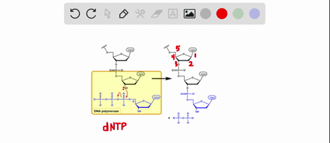 kornberg-showed-that-nucleotides-are-added-to-the-3-end-of-each-growing-dna-strand-in-what-way-doe-2