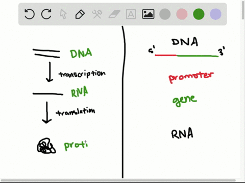 a-promoter-is-a-a-specific-sequence-of-dna-nucleotides-b-a-specific-sequence-of-rna-nucleotides-c-a-