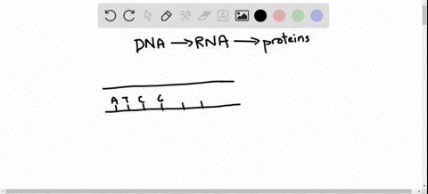 dnas-primary-structure-is-made-up-of-just-four-different-bases-and-its-secondary-structure-is-regula