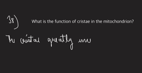 what-is-the-function-of-cristae-in-the-mitochondrion