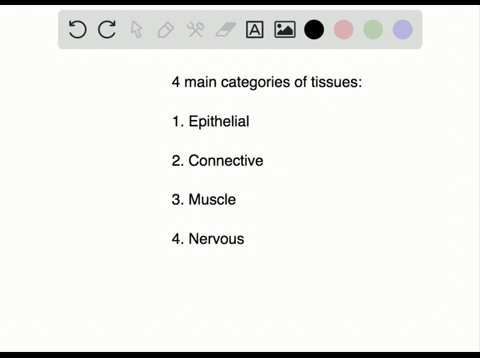 which-of-the-following-is-not-a-type-of-tissue-a-muscle-b-nervous-c-embryonic-d-epithelial