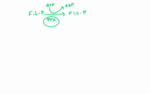 mare-connechons-step-3-in-figure-99-is-a-major-point-of-regulation-of-glycolysis-the-enzyme-phosphof