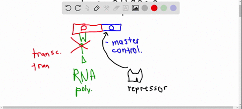 which-of-the-following-is-not-true-with-regard-to-the-lac-operon-a-when-lactose-binds-to-the-repress
