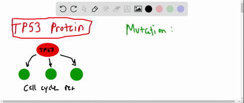 cancer-cells-frequently-are-homozygous-for-loss-offunction-mutations-in-the-t-p-53-gene-and-many-of-