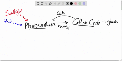 oxygen-is-generated-by-the-a-light-reactions-b-calvin-cycle-c-light-reactions-and-the-calvin-cycle-r