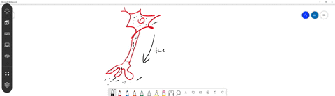 saltatory-conduction-a-requires-more-energy-than-continuous-conduction-b-occurs-in-unmyelinated-ne-5