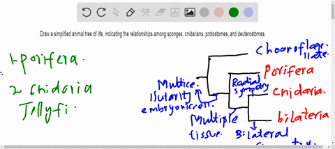 draw-a-simplified-animal-tree-of-life-indicating-the-relationships-among-sponges-cnidarians-protos-2