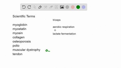 match-the-words-with-their-definitions-______myoglobin-______myostatin-______myosin-______collagen-_