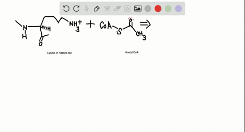 propose-a-mechanism-for-the-transfer-of-an-acetyl-group-from-acetyl-coa-to-the-amino-group-of-lysine