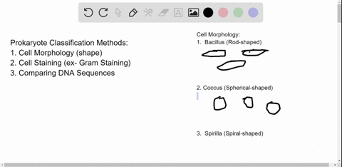 explain-how-prokaryotes-are-classified-how-is-a-classification-based-on-dna-sequence-data-useful