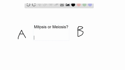 questions-1-6-a-mitotic-cell-division-b-meiotic-cell-division-a-fertilized-ovum-undergoes-rapid-cell