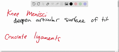 what-is-the-specific-role-of-the-menisci-of-the-knee-of-the-anterior-and-posterior-cruciate-ligament