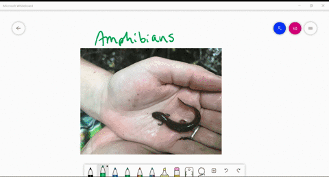 the-oldest-group-of-tetrapods-is-the-____