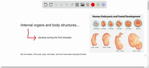 SOLVED:Major organs begin to develop during which part of human ...