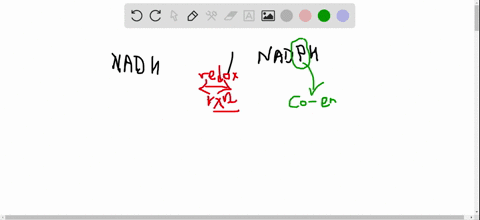 how-does-the-difference-between-nadh-and-nadph-affect-the-reactions-in-which-they-are-involved