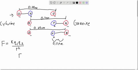 bio-base-pairing-in-dna-ii-refer-to-exercise-2123-figure-e-2124-shows-the-bonding-of-the-cytosine-an