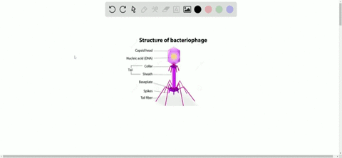 viruses-are-not-considered-living-because-they-___________-a-are-not-made-of-cells-b-lack-cell-nucle