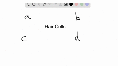 in-the-human-ear-how-do-different-hair-cells-respond-to-different-frequencies-of-sound-a-waves-of--2