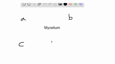 a-mycelium-is-a-a-mass-of-fungal-filaments-b-a-type-of-fungus-with-flagellated-spores-and-gametes-c-