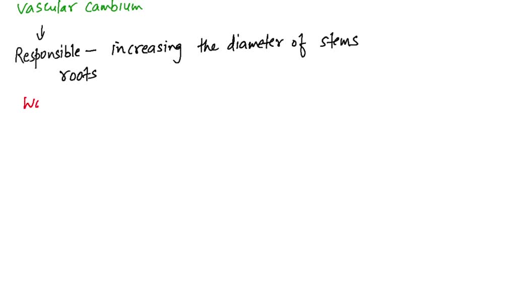 SOLVEDThe two lateral meristems responsible for secondary growth are