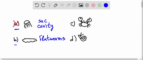 which-phylum-is-characterized-by-animals-that-have-a-segmented-body-a-cnidaria-b-platyhelminthes-c-a