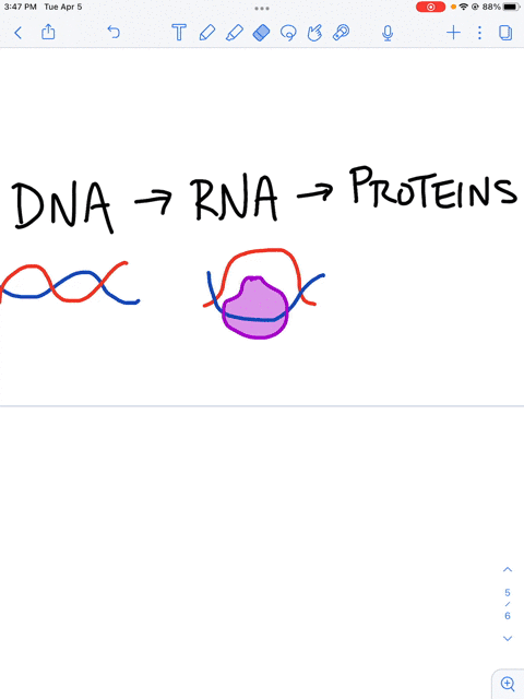 define-the-process-of-transcription-where-does-this-process-fit-into-the-central-dogma-of-molecula-2