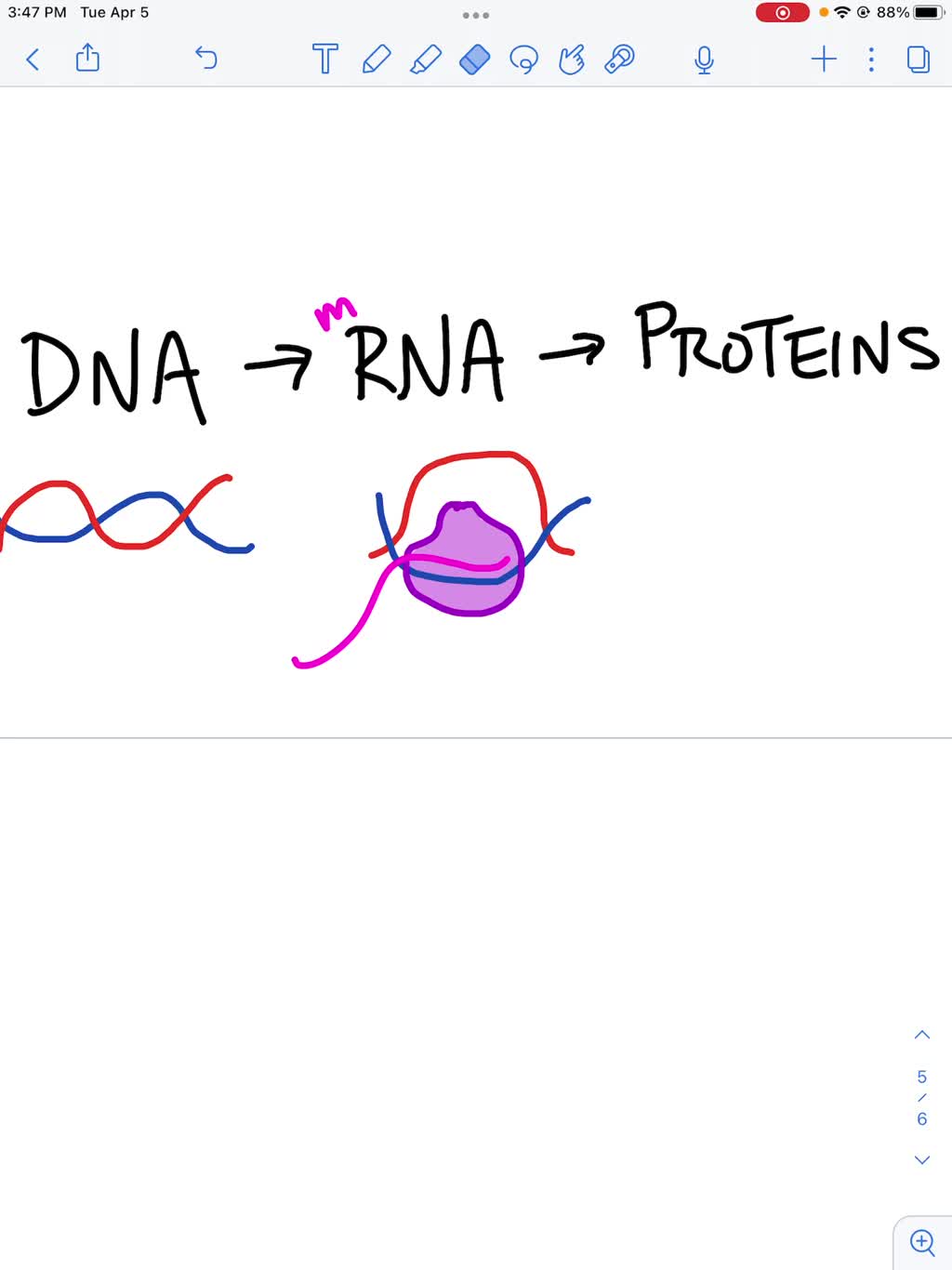 solved-define-the-process-of-transcription-where-does-this-process-fit