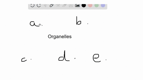 choose-from-the-terms-below-beginarrayltext-a-smooth-endoplasmic-reticulum-text-b-nucleolus-text-c-r