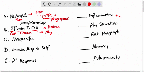 match-the-immunity-concepts-__________-inflammation-__________antibody-secretion-__________fast-acti